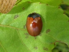 Chelymorpha cribraria
