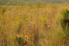 Lachnaea diosmoides