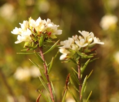 Lachnaea diosmoides
