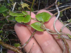 Muehlenbeckia australis × complexa