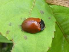 Chelymorpha cribraria