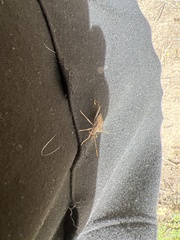 Leptoglossus oppositus