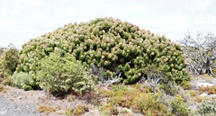 Mimetes fimbriifolius