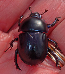 Geotrupidae