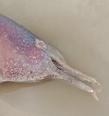 Pontoporia blainvillei