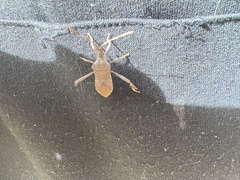Leptoglossus oppositus