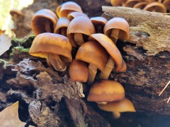 Galerina