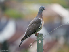 Columba palumbus