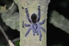 Avicularia avicularia
