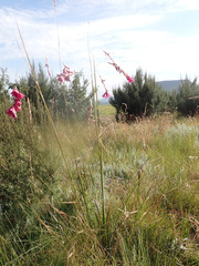 Dierama robustum