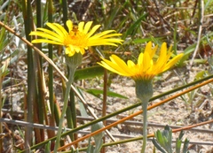 Senecio crassiflorus