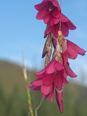 Dierama robustum