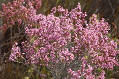 Erica gnaphaloides