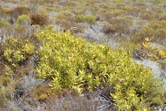 Leucadendron laureolum