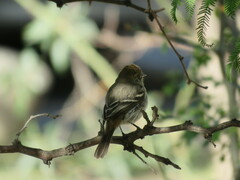 Knipolegus striaticeps