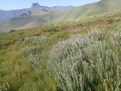 Lotononis lotononoides