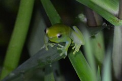 Sphaenorhynchus lacteus