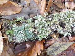 Parmotrema hypotropum