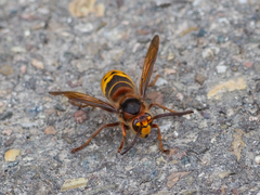 Vespa crabro