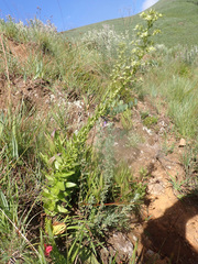 Alepidea setifera