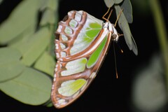 Philaethria dido