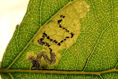 Stigmella trimaculella