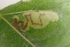 Stigmella trimaculella