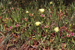 Carpobrotus edulis edulis