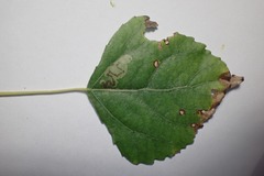 Stigmella trimaculella