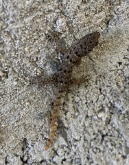 Gonatodes albogularis fuscus