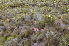 Erica gnaphaloides