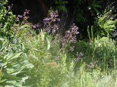 Afrotysonia glochidiata