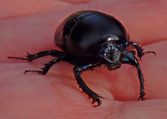 Geotrupidae