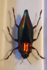 Cyphogastra