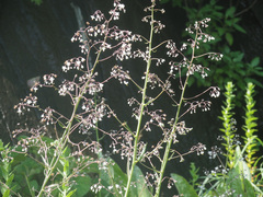 Afrotysonia glochidiata
