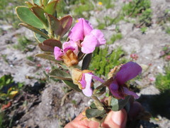 Podalyria sericea