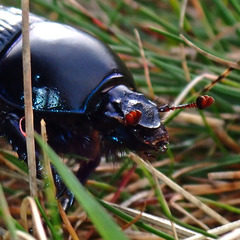 Geotrupidae