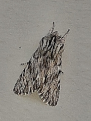 Asteroscopus sphinx