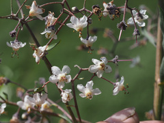 Afrotysonia glochidiata