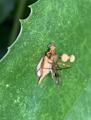 Ophiocordyceps dipterigena