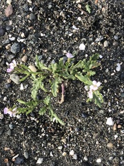 Cakile maritima