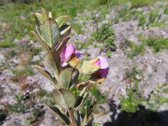 Podalyria sericea