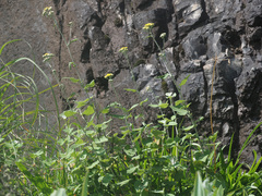 Helichrysum hypoleucum