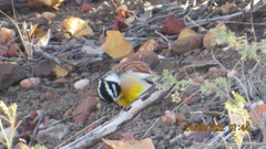 Emberiza flaviventris