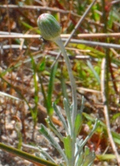 Senecio crassiflorus