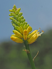 Kniphofia ichopensis