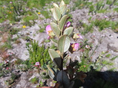 Podalyria sericea