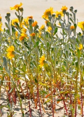 Senecio crassiflorus
