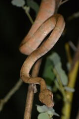 Corallus hortulana