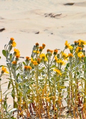 Senecio crassiflorus